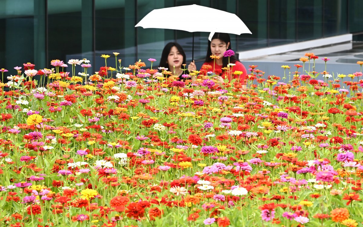 절기상 입추를 하루 앞둔 6일 경기 수원시 권선구 국립농업박물관에 형형색색 백일홍이 활짝 피어 있다. 2025.08.06 뉴시스