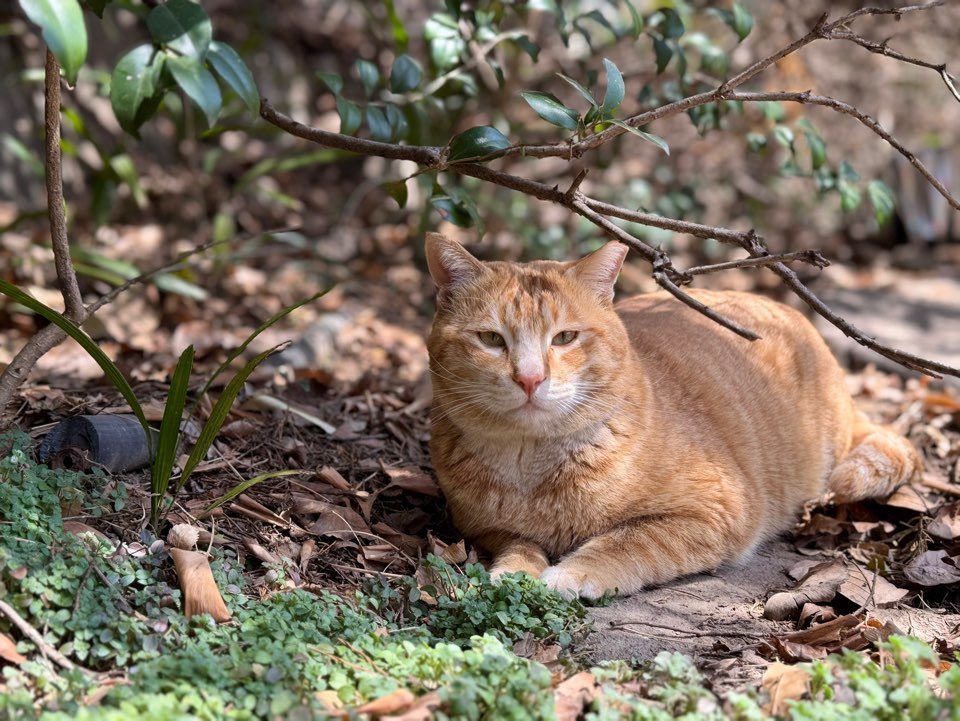 길고양이 2025.3.17. 뉴스1