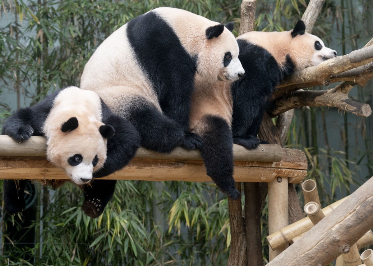 에버랜드 판다월드에서 함께 있는 판다 세 모녀의 모습. (삼성물산 제공)