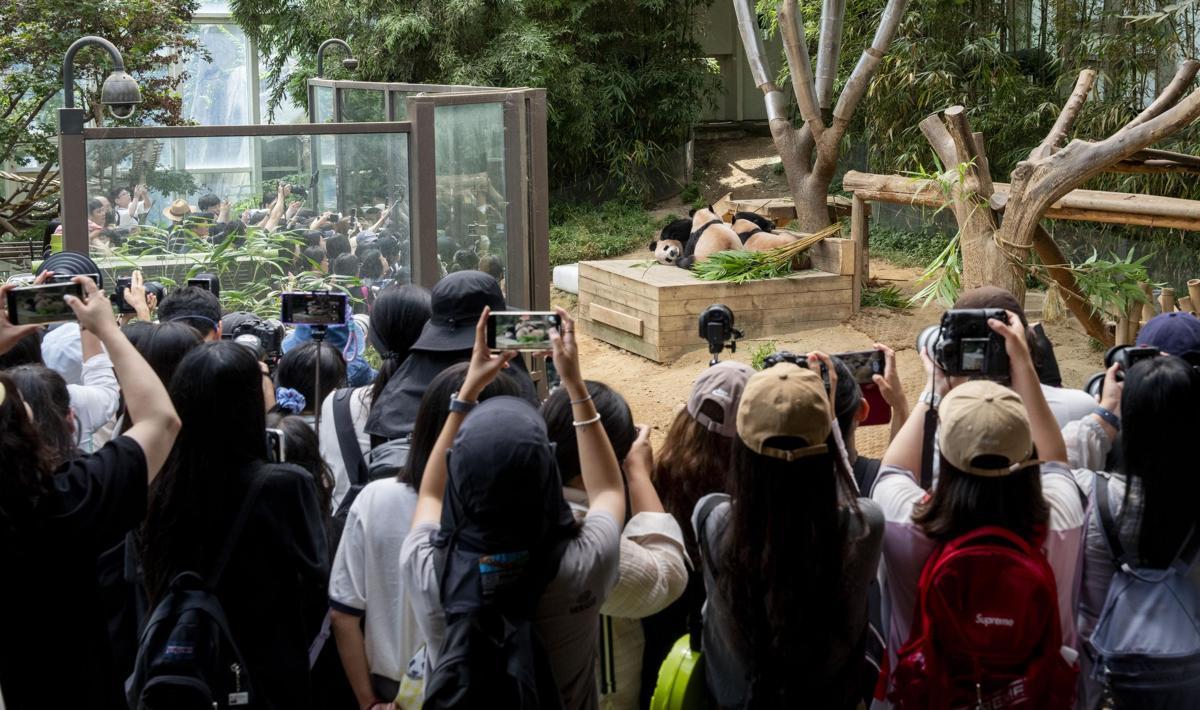 에버랜드 판다월드에서 함께 있는 판다 세 모녀의 모습. (삼성물산 제공)