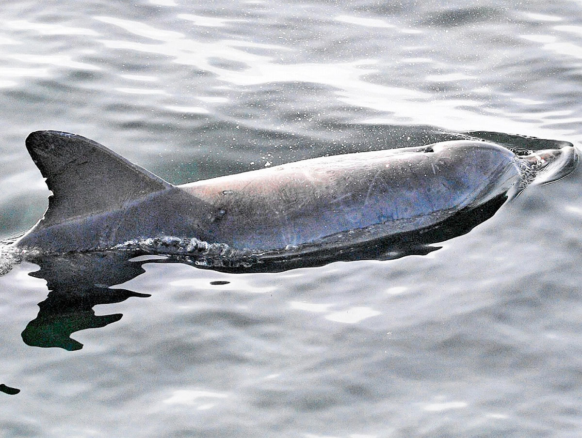 후쿠이현 남부 해역에서 2022년부터 2024년까지 해수욕객 53명을 문 돌고래가 사체로 발견됐다. 당국은 발신기가 부착된 상태였던 사체를 보관하며 정확한 사인을 조사할 예정이다. (사진=X)