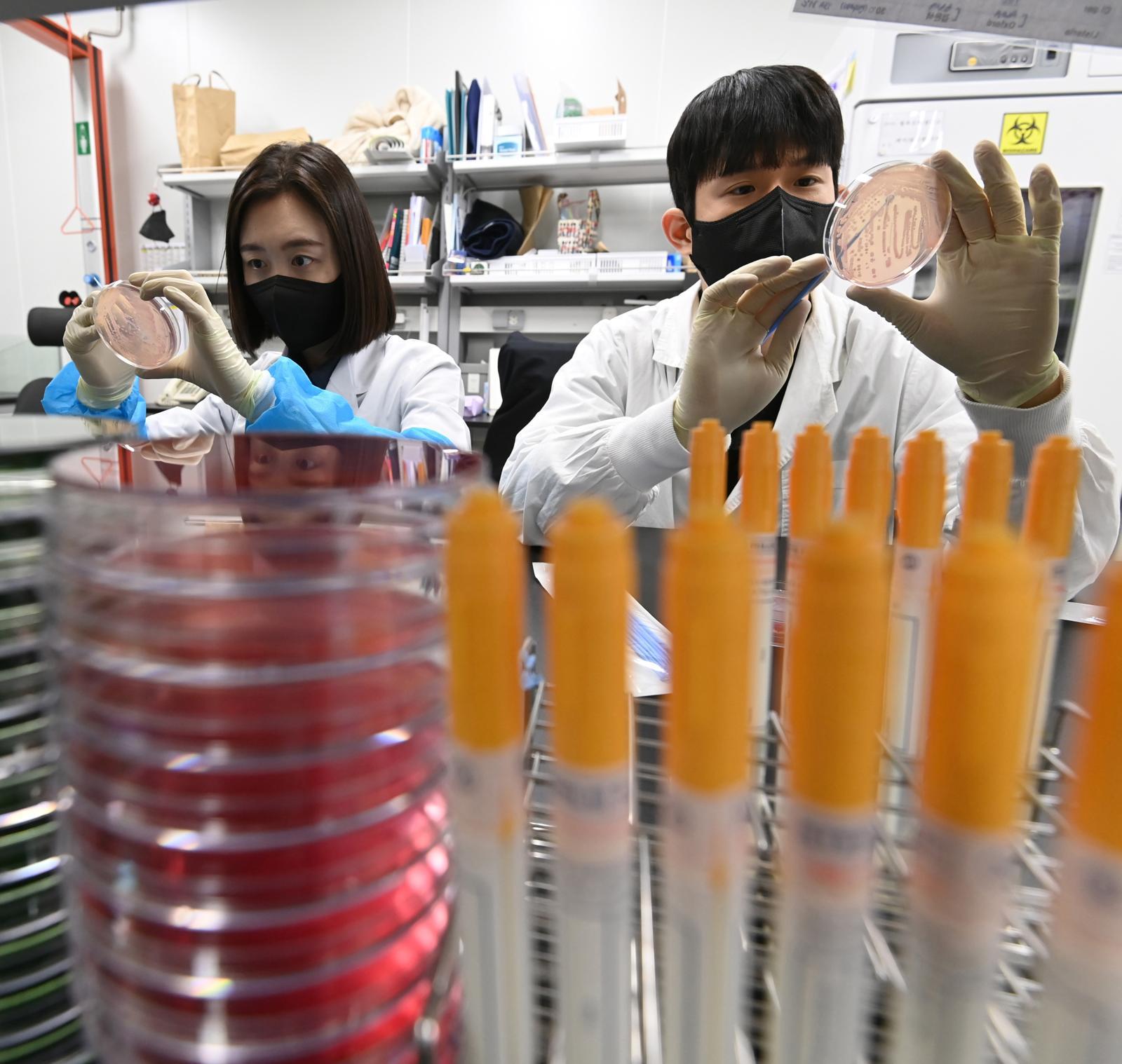 19일 경기 수원시 권선구 경기도보건환경연구원에서 연구원들이 식중독균 배양분리작업을 하고 있다.  최근 이른 더위가 시작되면서 학교 급식 등 집단급식소 식중독 의심 신고는 총 110건으로 최근 3년 평균(84건)보다 31% 증가했다. 2025.05.19 뉴시스