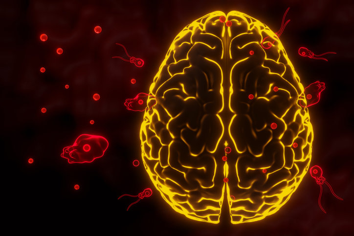 파울러자유아메바 이미지. 사진=게티이미지코리아.