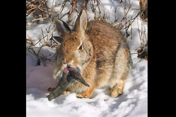 ‘좀비 토끼’로 불리는 토끼. 입 아래에 길게 자란 돌기가 보인다.  (Clinton Forry via Flickr, CC-by-2.0).