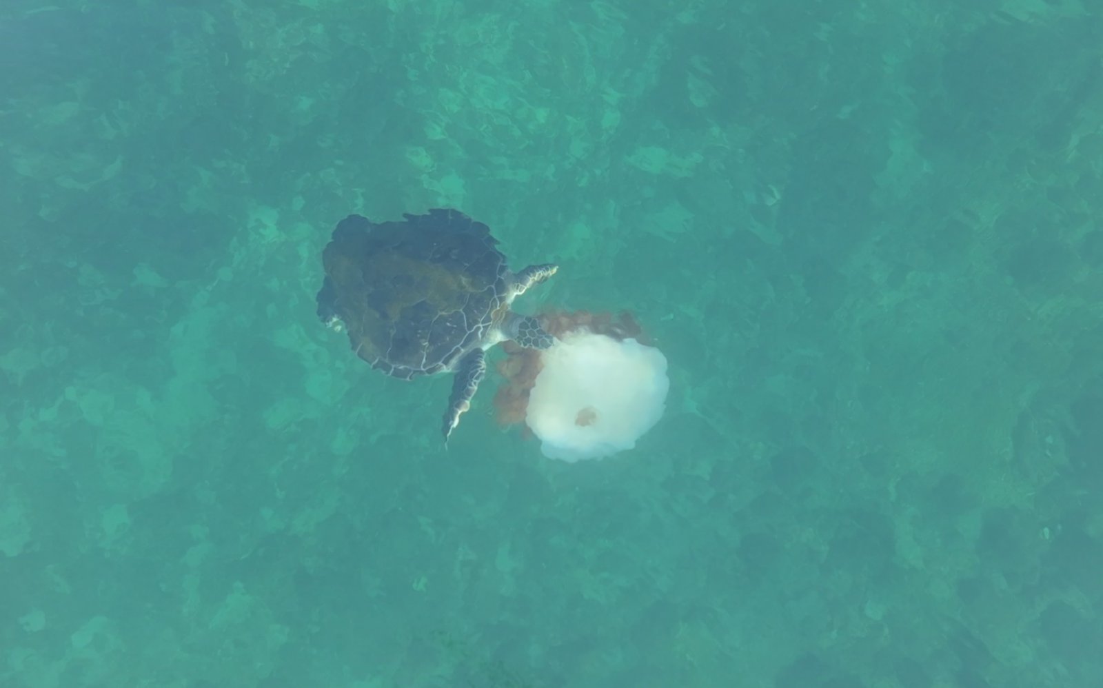 지난 19일 제주시 구좌읍 하도리 앞바다에서 해파리를 먹고 있는 푸른바다거북이 모습. 다큐제주 제공