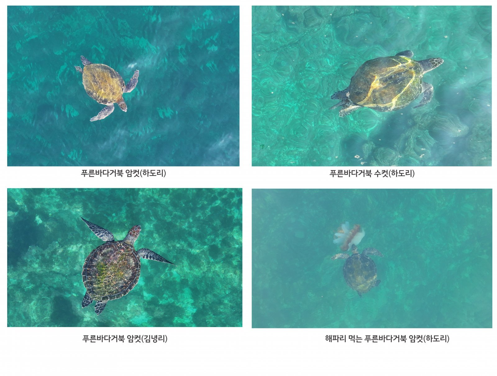 지난 19~20일 제주시 구좌읍 앞바다에서 목격된 푸른바다거북이. 다큐제주 제공