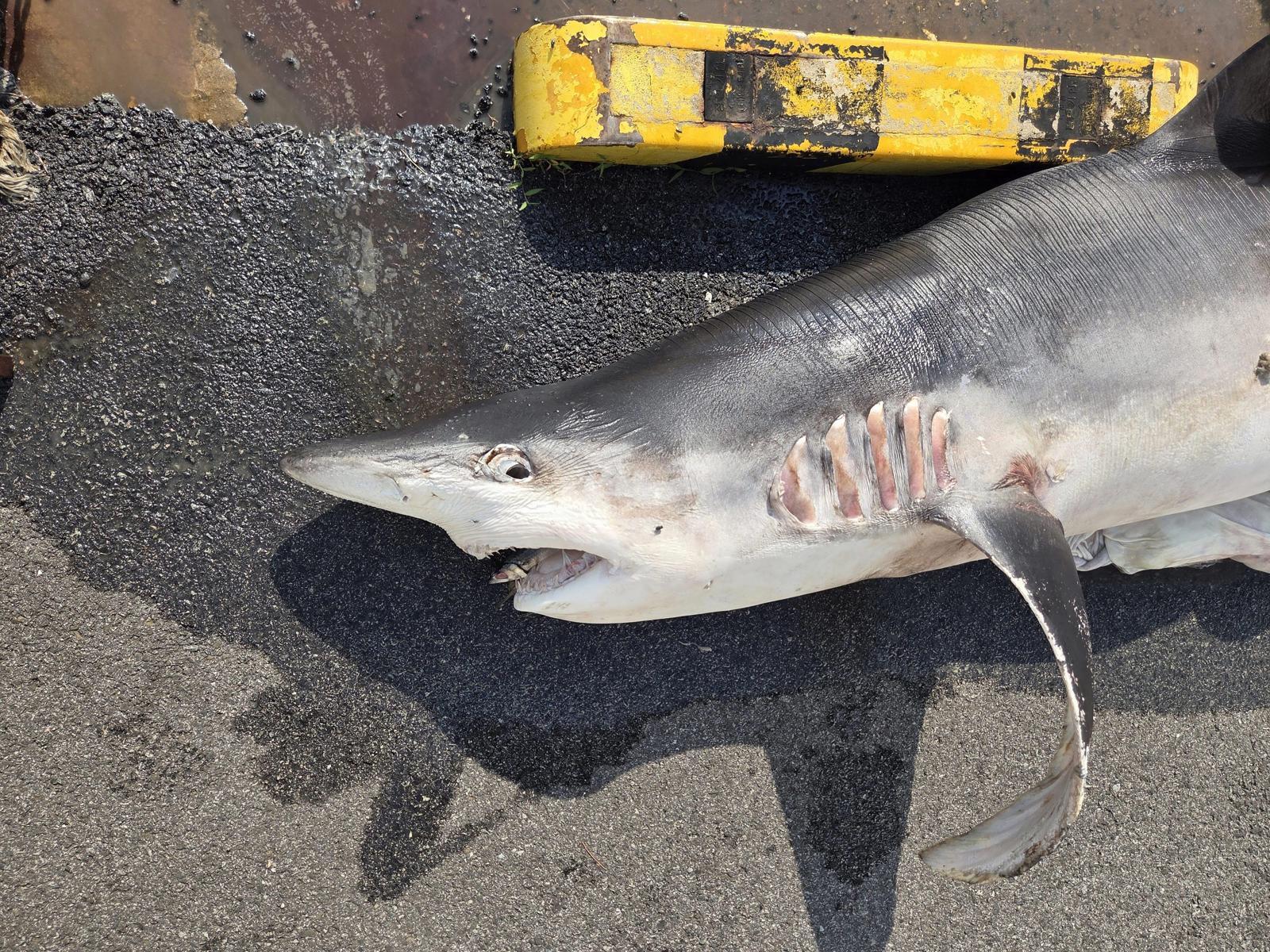 해상에서 인양된 상어 사체. 부산해경