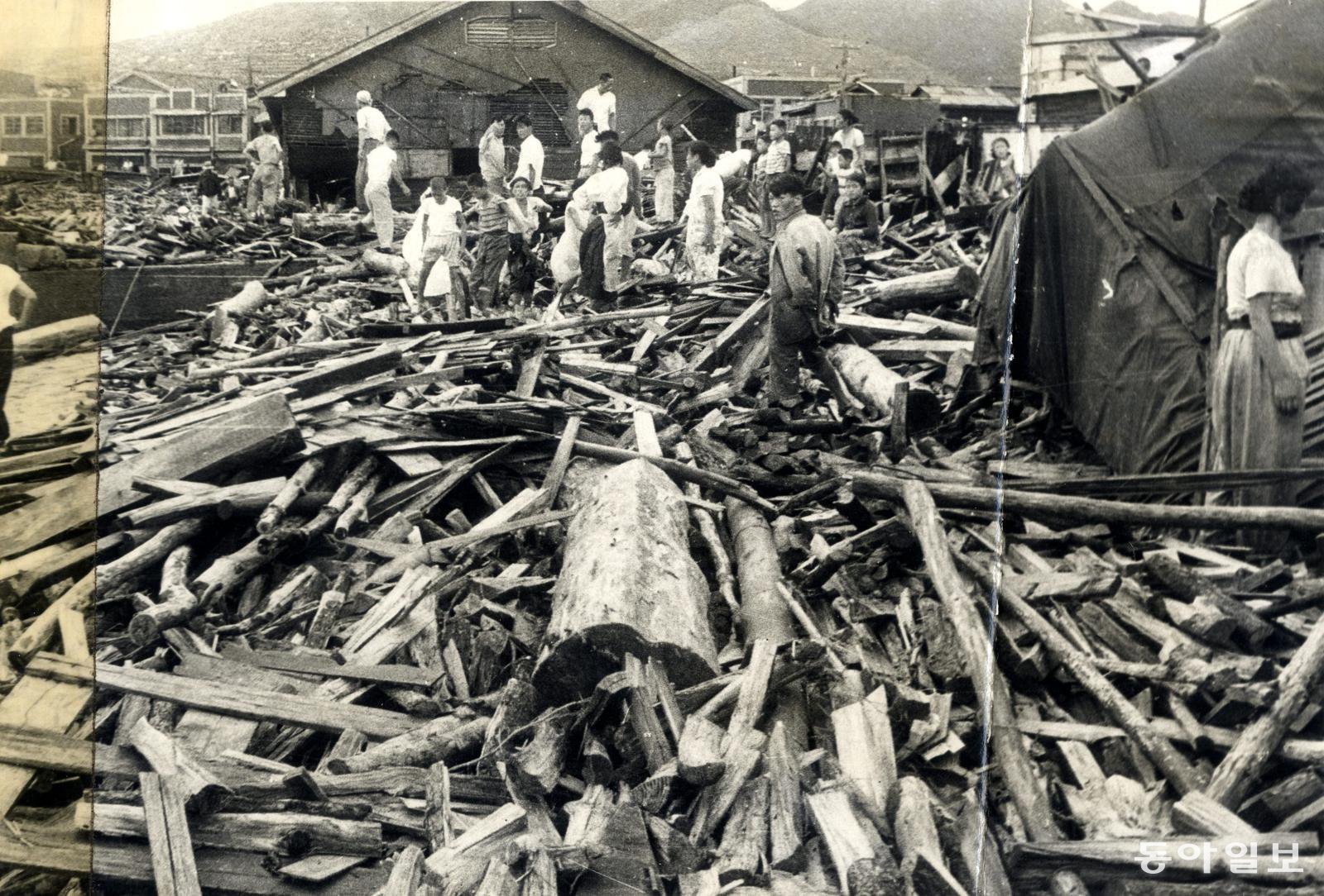 태풍으로 떠내려온 통나무와 나뭇가지들이 가득한 부산 지역. 동아일보 DB