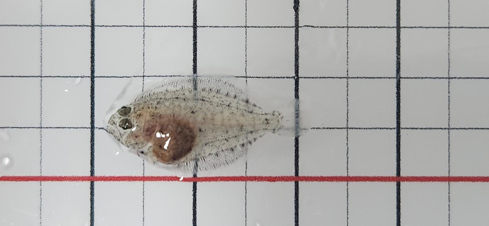 수정란에서 부화한지 38일 지난 광어 치어. 제주도 해양수산연구원 제공