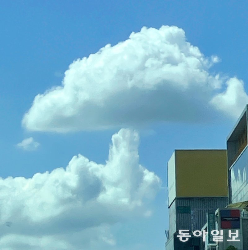 [고양이 눈]한 폭의 그림