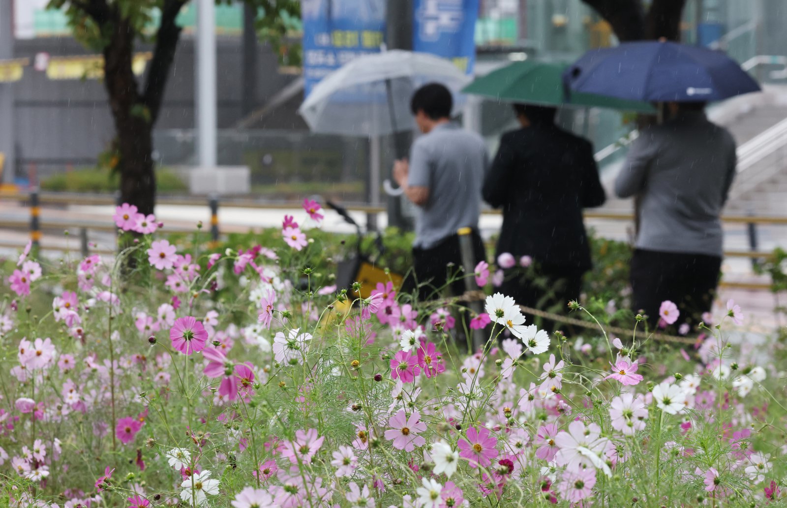 수도권 곳곳에 가을비가 내린 10일 경기 수원시 영통구 경기도청 인근에서 시민들이 우산을 쓰고 지나가고 있다. 2025.10.10/뉴스1