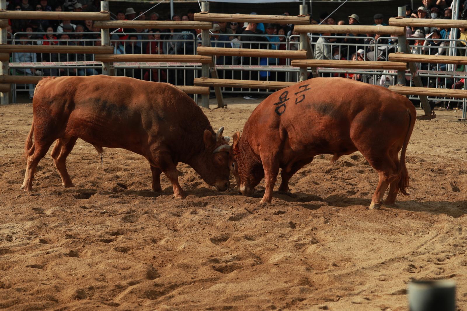 보은대추축제 기간 소 힘겨루기 대회가 열린다. 소 힘겨루기 대회는 동물보호법 및 농림축산식품부 고시에 따라 전국 11개 지자체에서만 개최할 수 있다. 중부권에서는 보은이 유일하게 이 전통을 이어가고 있다. 사진은 지난해 대회 때 모습. 보은군 제공