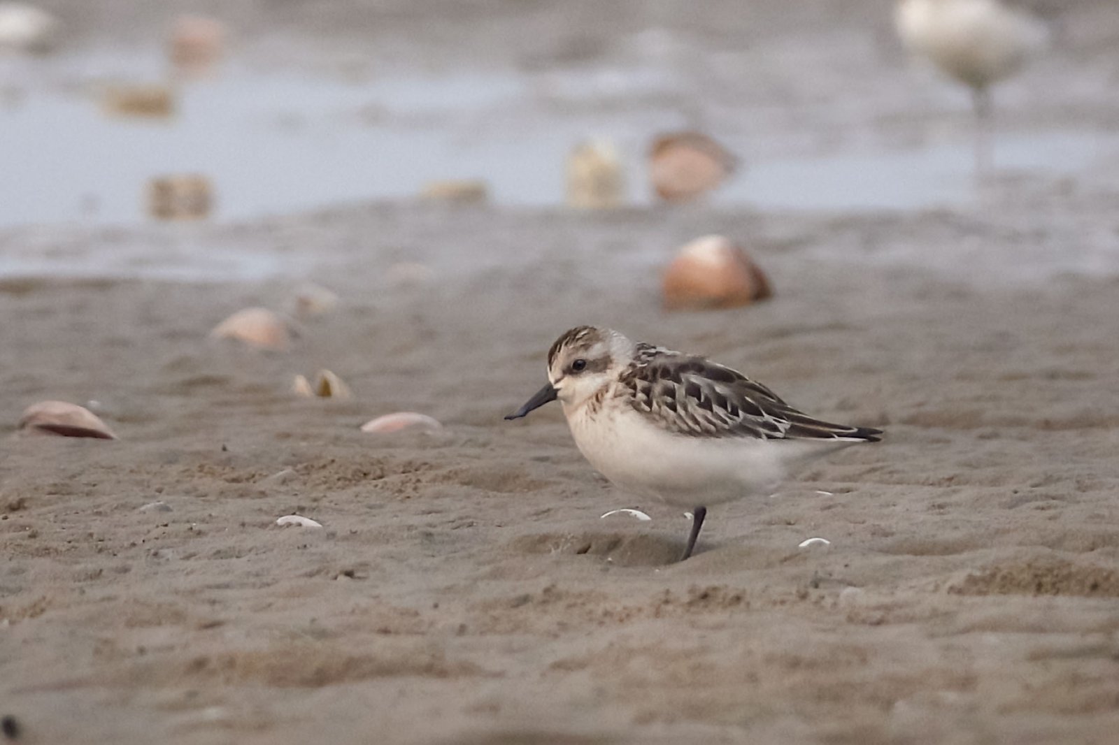 넓적부리도요. 국립생물자원관 제공