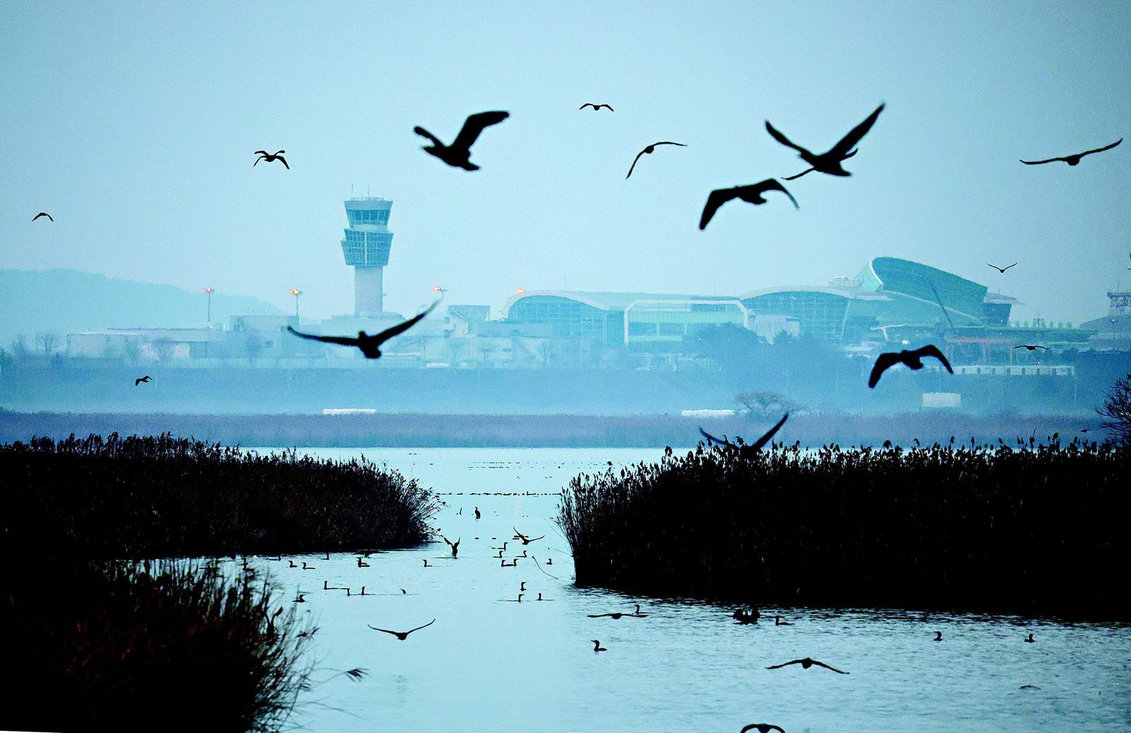 무안공항 인근 철새떼
무안 제주항공 참사 다음 날(30일) 오전 8시 전남 무안국제공항 근처에 기러기 등 철새 떼가 날아다니고 있다. 당국은 이번 여객기 추락 참사가 ‘버드 스트라이크(새 떼 충돌)’에서 시작된 것으로 파악하고 있다.