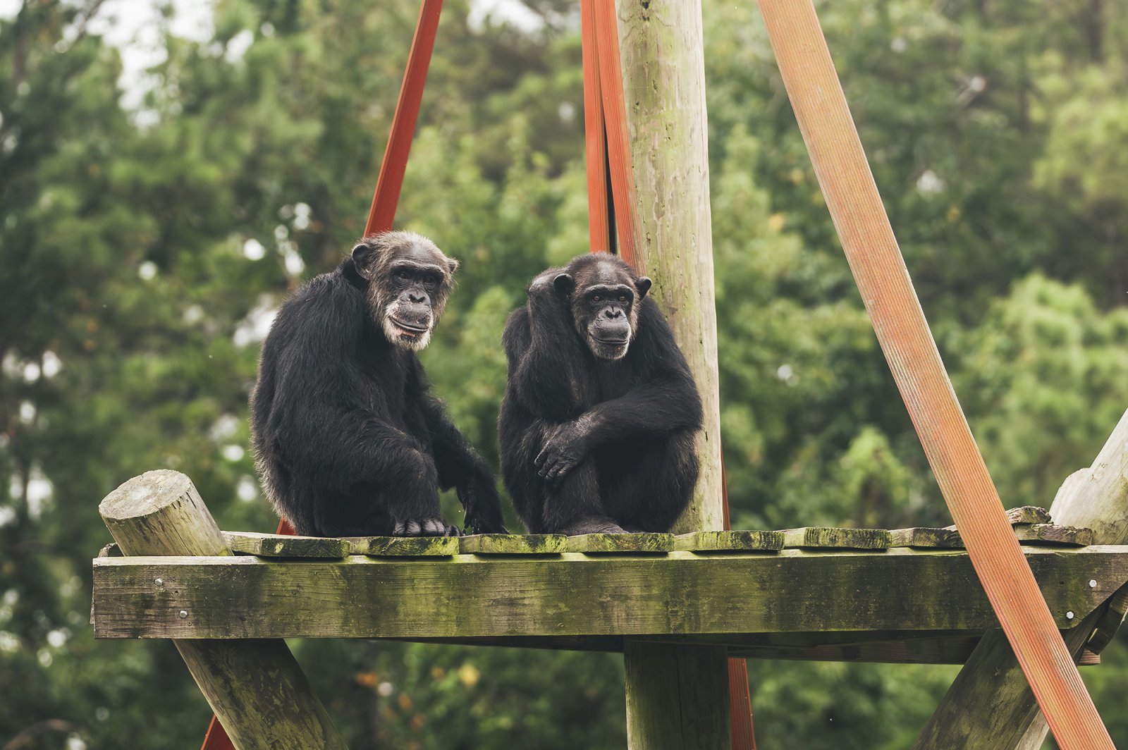 이해를 돕기 위한 이미지. 멕시코에 살고 있는 침팬지들. (출처=AP/뉴시스)
