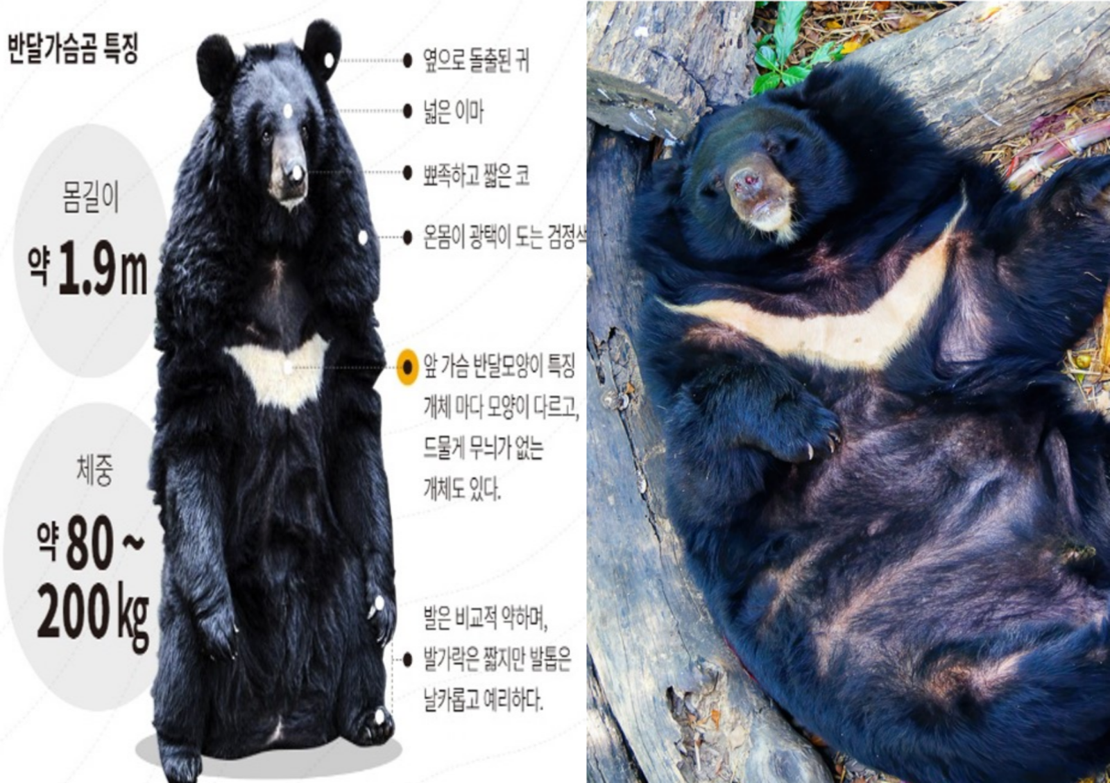 2025.10.14 국회 기후에너지환경노동위원회 환경부 국정감사에서 국민의힘 우재준 의원이 지리산 반달가슴곰 복원사업에 대해 질타했다. 우 의원은 정책의 이념화와 안전 문제를 지적했다. 사진=우재준 의원실 제공