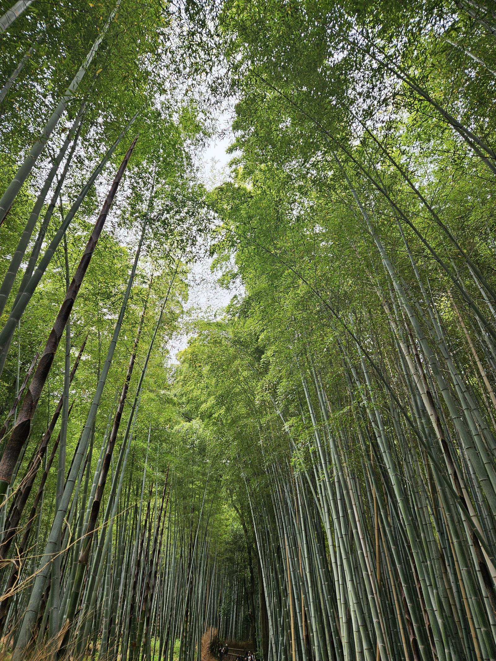 2025년 5월 일본 교토 천룡사(톈류지) 뒷편 대나무 숲. 2025.5.23/뉴스1