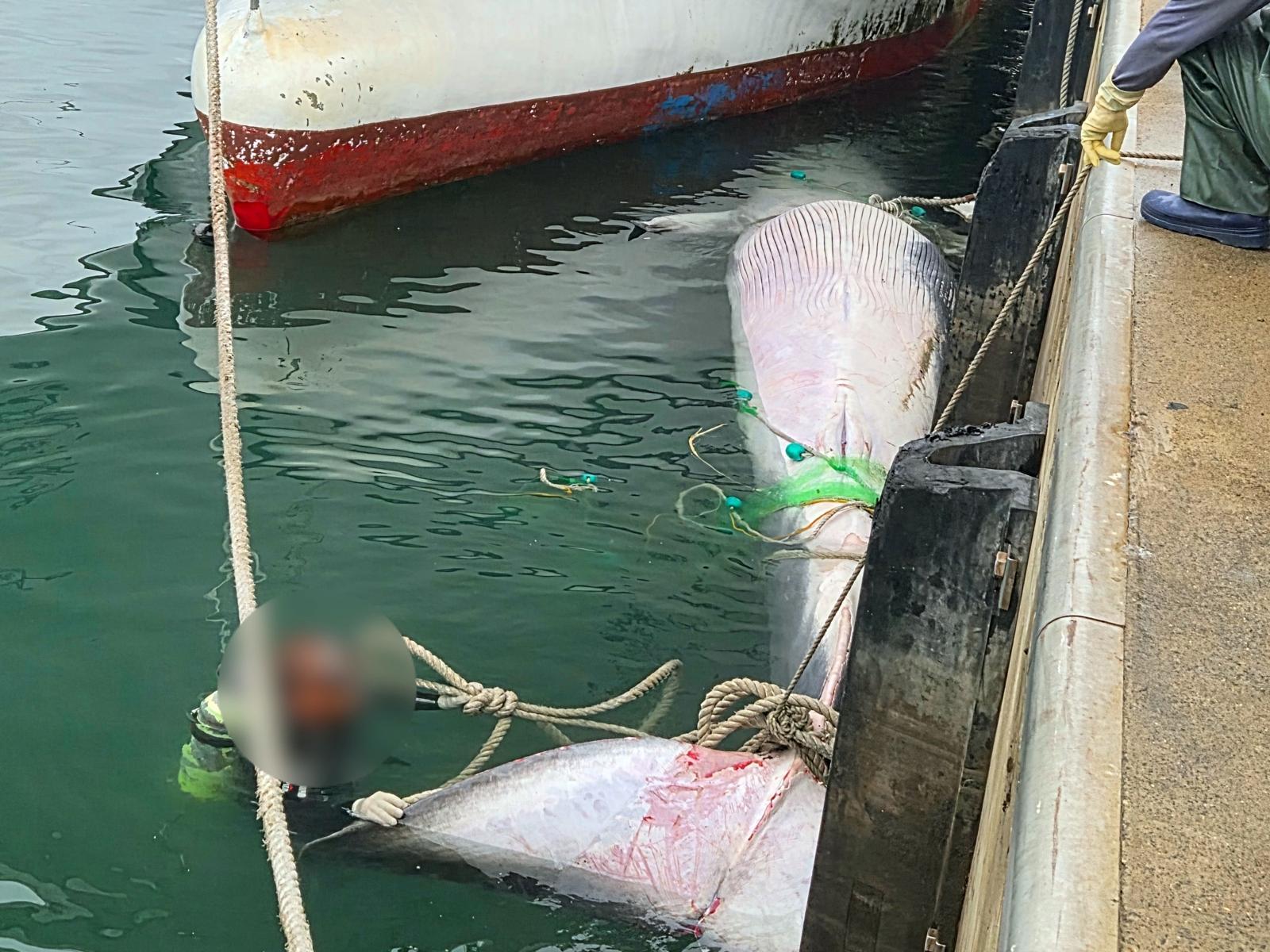 16일 오전 2시53분쯤 제주시 한림항 북서쪽 약 35㎞ 해역에서 고래 사체가 발견돼 한림항에서 인양작업 중인 모습. 제주해양경찰서 제공.