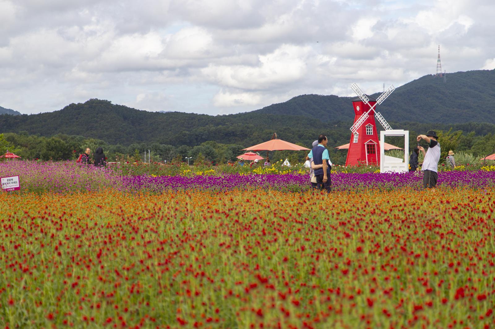 양주 나리공원에 분홍빛 보랏빛 천일홍 물결이 마치 한 폭의 수채화 같다. 경기관광공사 제공
