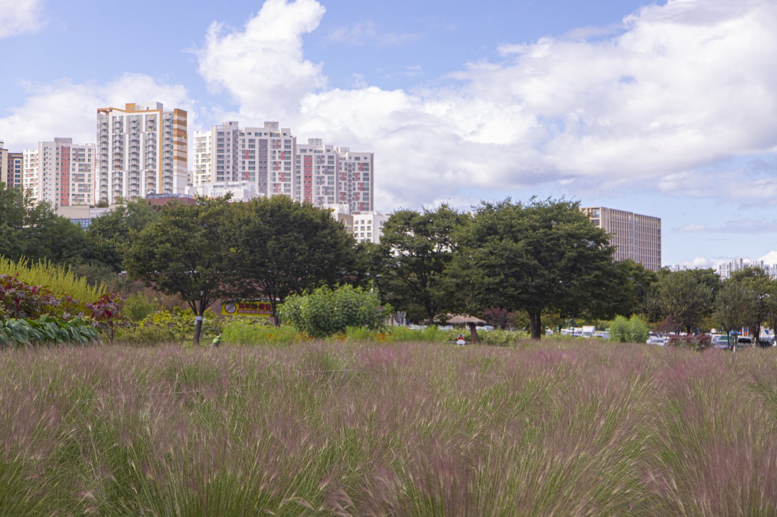 하남 미사경정공원에 ‘분홍 억새’라 불리는 핑크뮬리가 마치 안개처럼 피어있다. 경기관광공사 제공