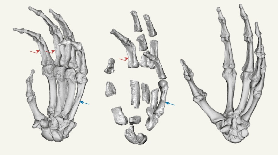 왼쪽부터 현대 고릴라, P. 보이세이, 현대 인류의 손뼈 모습. P. 보이세이의 손뼈는 현대 인류 및 고릴라와 유사한 특징을 지닌다. 네이처 제공