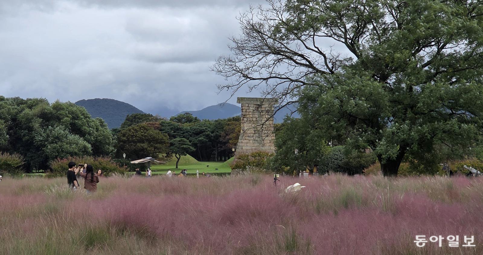 첨성대 앞 핑크뮬리. 경주=김선미 기자 kimsunmi@donga.com