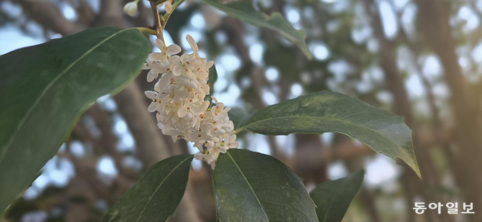 소노캄 경주에 핀 은목서. 경주=김선미 기자 kimsunmi@donga.com