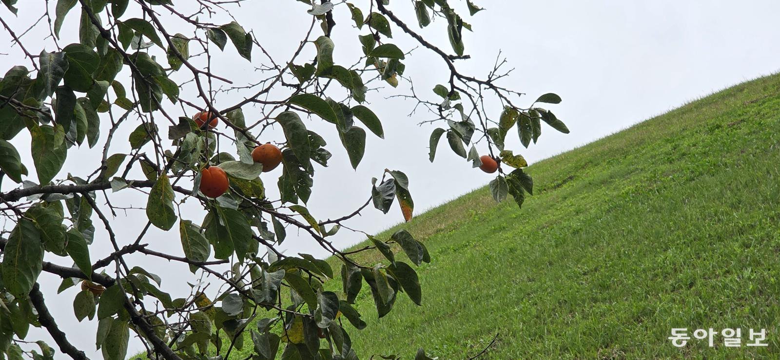 대릉원 일대 감나무. 경주=김선미 기자 kimsunmi@donga.com