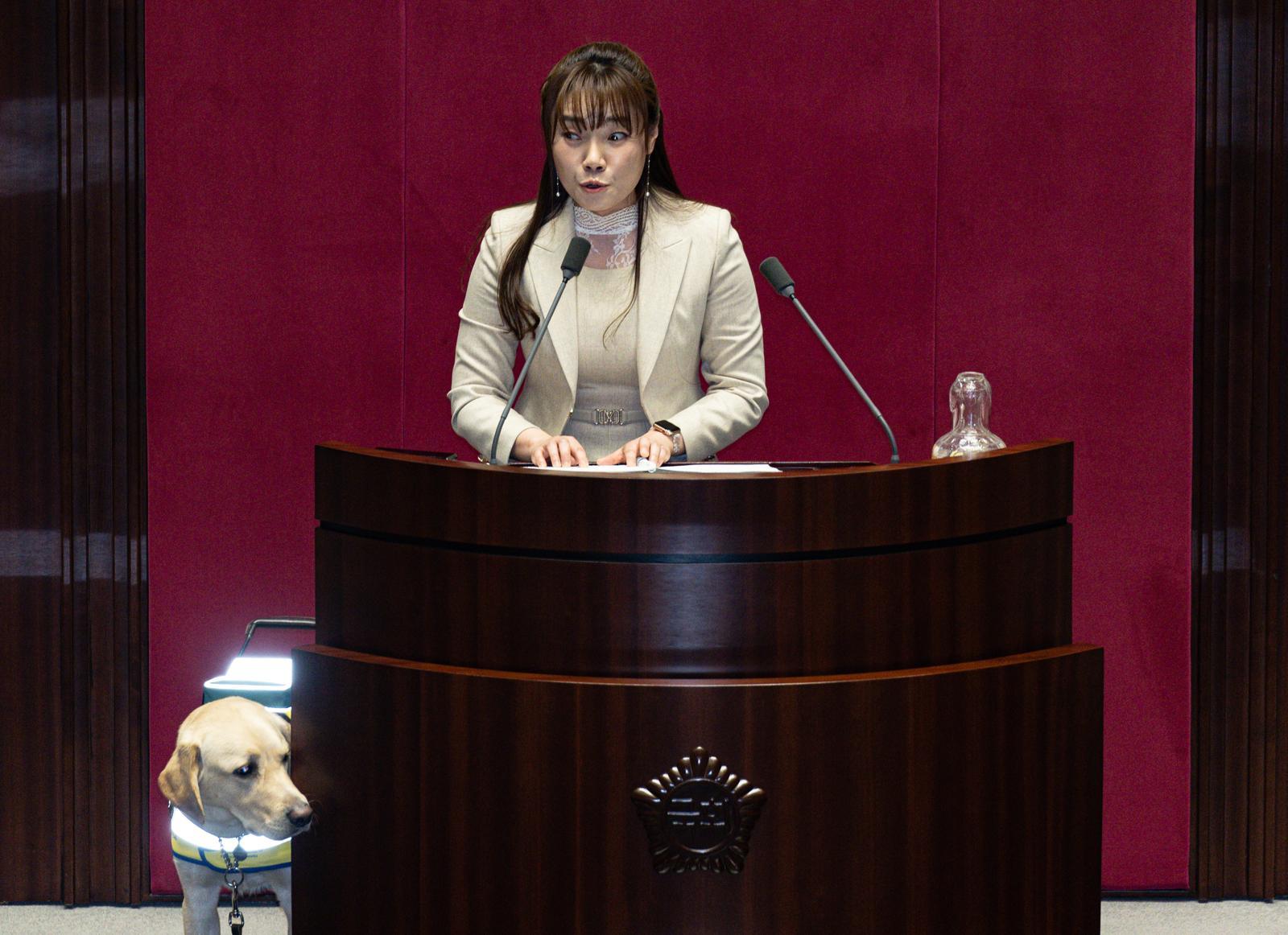 김예지 국민의힘 의원의 안내견 ‘태백’이가 13일 오후 서울 여의도 국회 본회의장에서 열린 제423회 국회(임시회) 제1차 본회의에서 김 의원이 보건복지위원회 소관 제안설명 및 심사보고를 하는 동안 발언대 주위를 살피고 있다. 2025.3.13 뉴스1