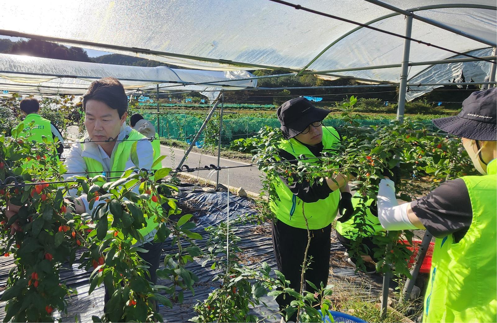 농협중앙회 조합구조개선부는 17일 경기 가평군 조종면 소재 구기자 농가를 방문해 농촌일손돕기를 했다.  (왼쪽) 김기훈 부장