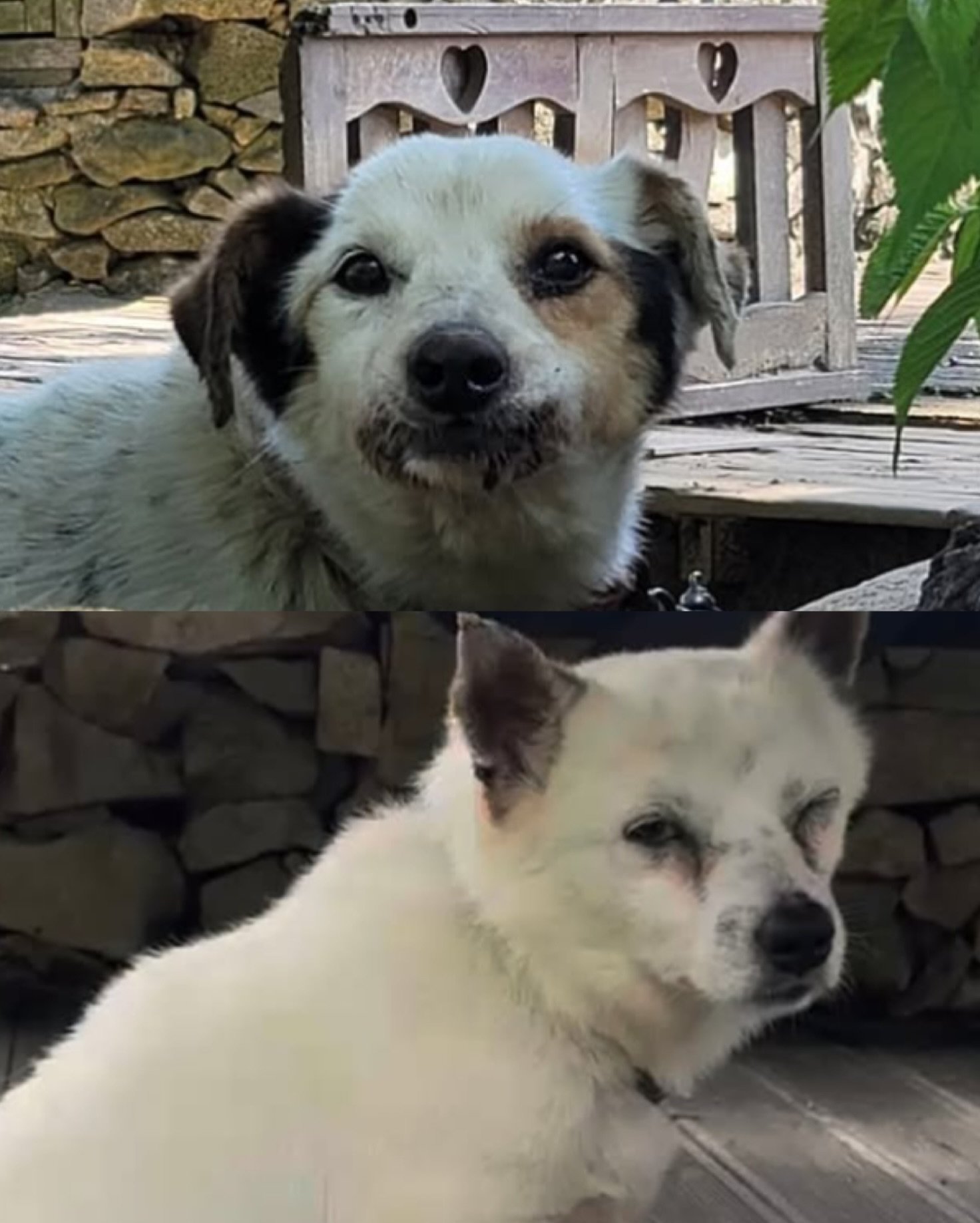 해병대원들에게 비비탄을 맞고 부상당한 반려견들. 뉴시스