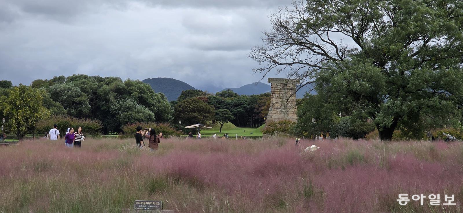 핑크뮬리가 핀 첨성대 일원.