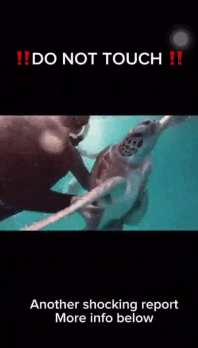 관광객들이 거북이를 괴롭히고 있는 모습. 영상=Tropical Research & Conservation Centre 인스타그램 계정