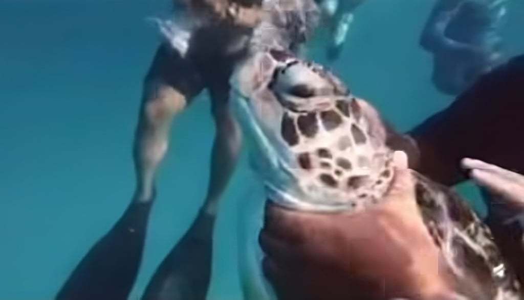 거북이 목과 몸을 잡아 거북이가 수면 위로 올라오지 못하게 하고 있는 모습. 사우스차이나모닝포스트