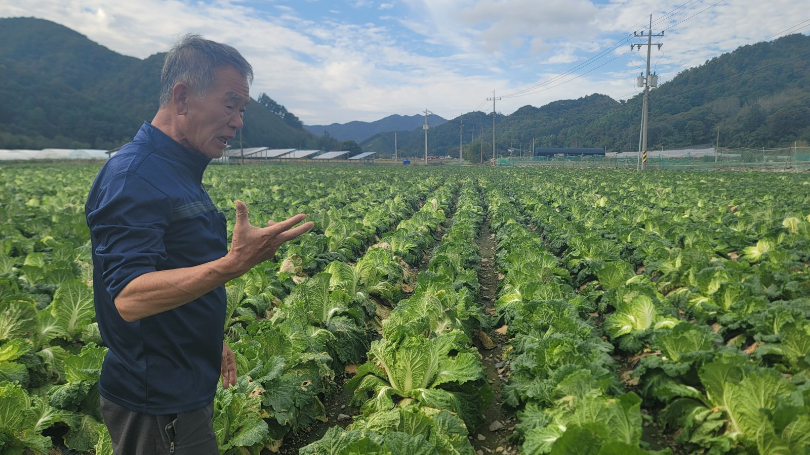 17일 충북 청주시 상당구 미원면에서 만난 최영회 씨(67)가 자신의 배추밭에서 무름병 피해를 설명하고 있다.2025.10.17./뉴스1