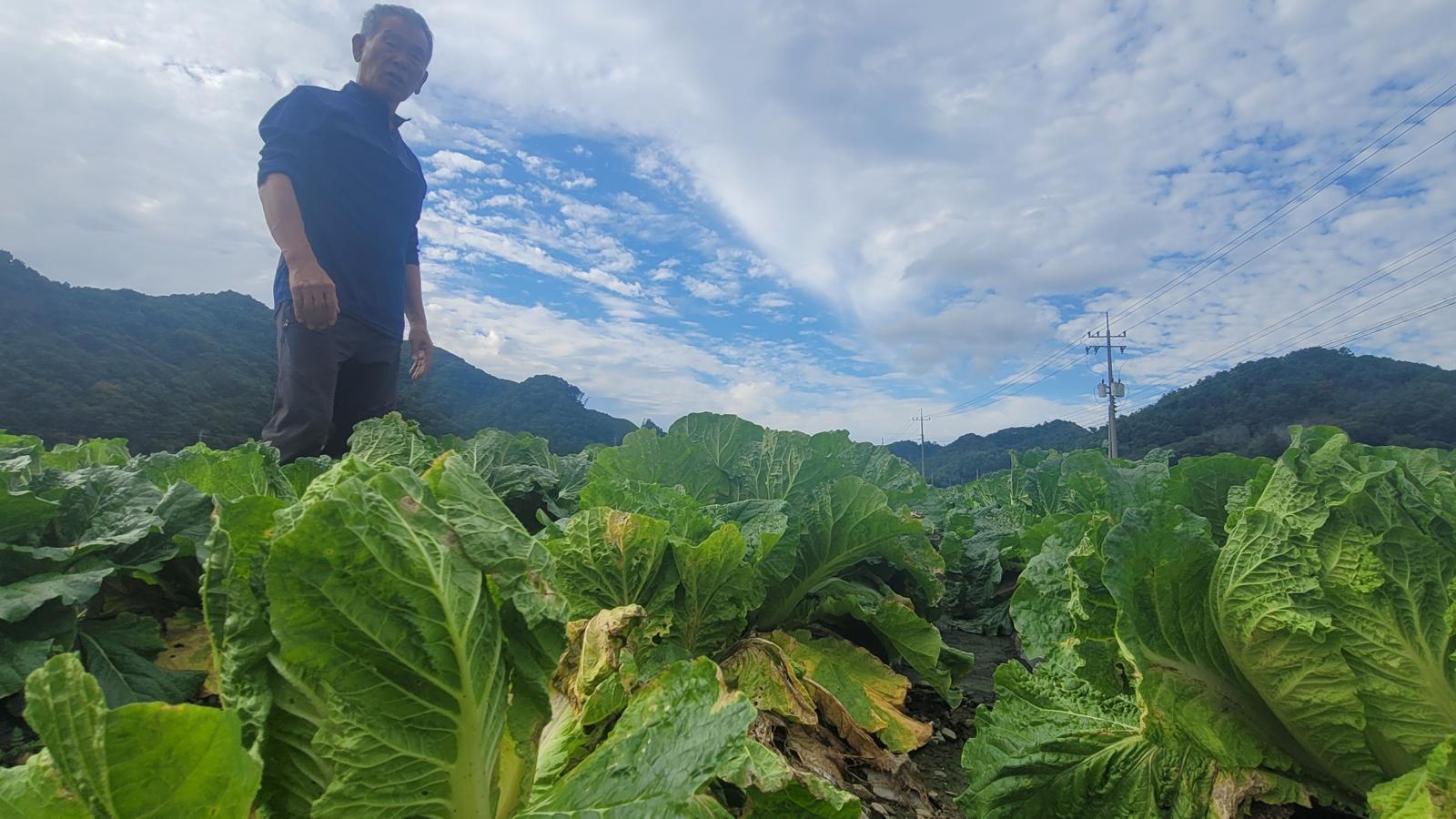 17일 충북 청주시 상당구 미원면에서 만난 최영회 씨가 무름병이 확산한 자신의 배추밭을 바라보고 있다.2025.10.17./뉴스1