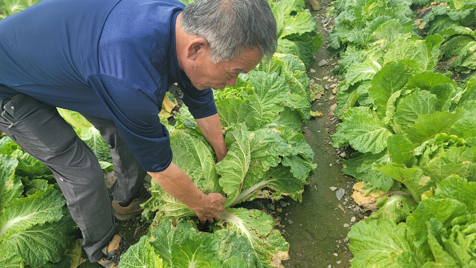 17일 충북 청주시 상당구 미원면에서 만난 최영회 씨가 자신의 배추밭에서 무름병 피해를 설명하고 있다.2025.10.17./뉴스1