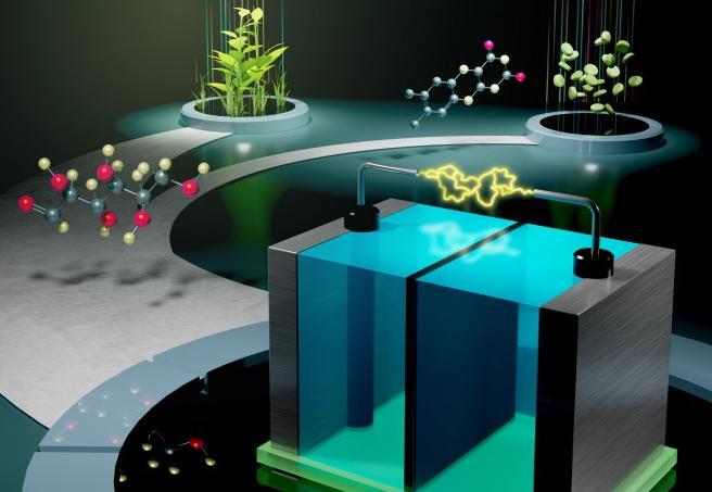 미국 과학자들이 비타민B₂인 리보플래빈과 포도당으로 작동하는 배터리를 개발했다.
ACS 에너지 레터스 제공