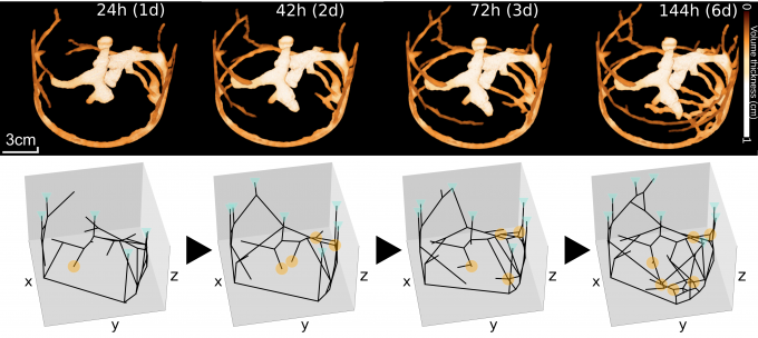 병원체에 노출된 고동털개미 군락의 집 구조를 컴퓨터단층촬영(CT·위 사진)과 그래프로 분석한 그림. 개미들은 병원체에 노출되지 않은 대조군보다 개미집을 빠르게 확장했고 입구 사이의 거리도 증가했다.
루크 레키·사이언스 제공