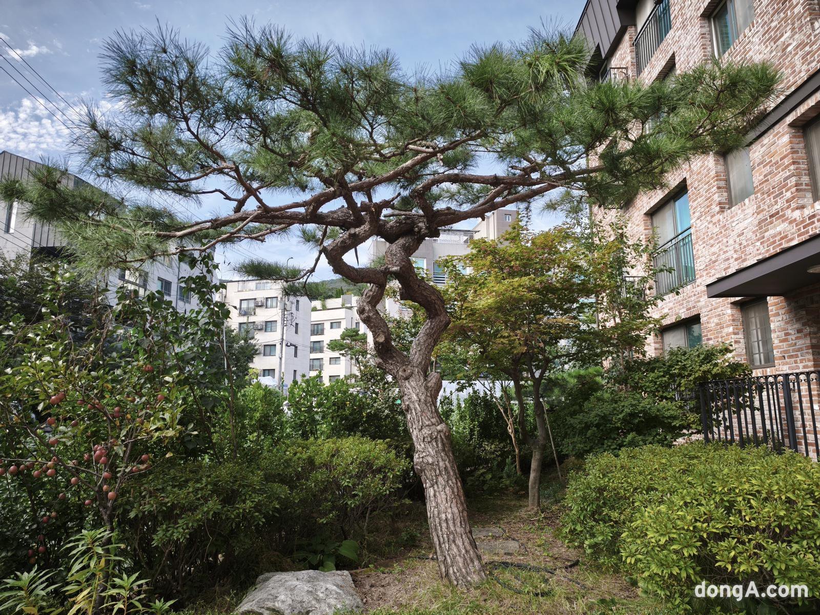 샤오미 15T 프로로 직접 찍은 사진 샘플.