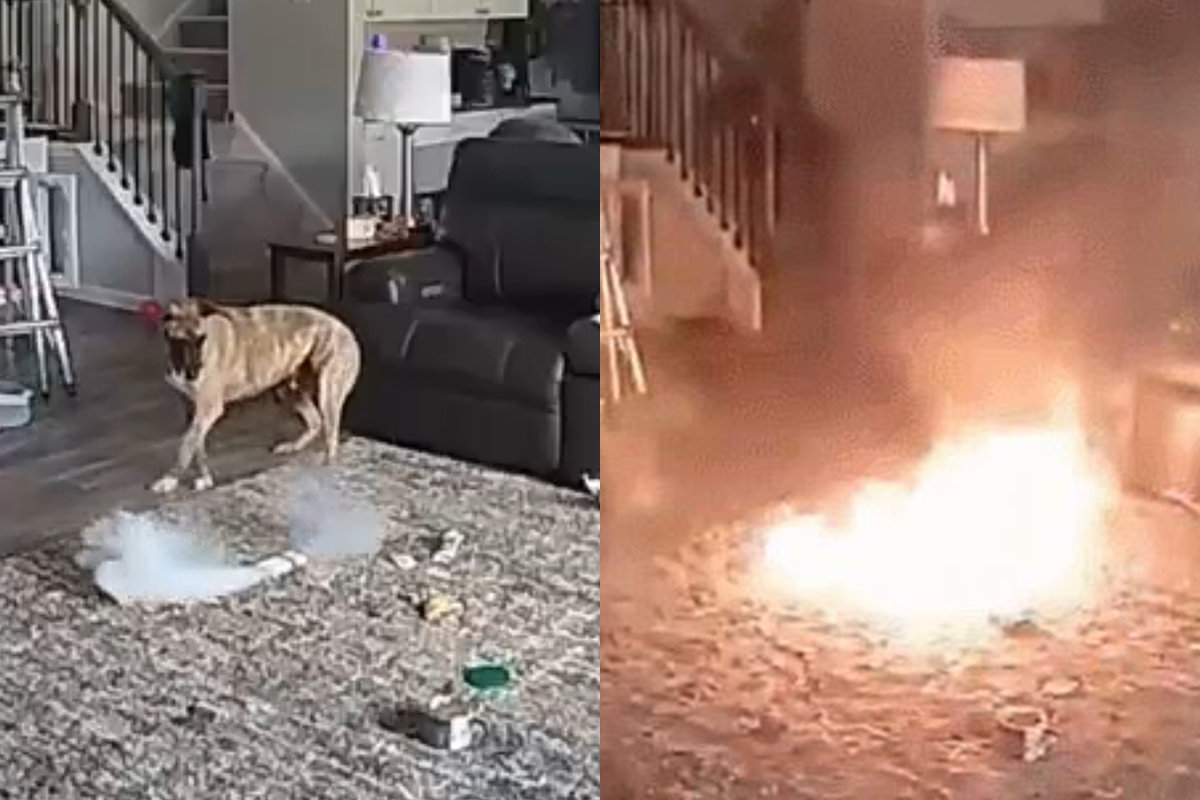 미국 노스캐롤라이나에서 강아지가 리튬이온배터리를 가지고 놀다 화재가 나는 모습. X 캡처