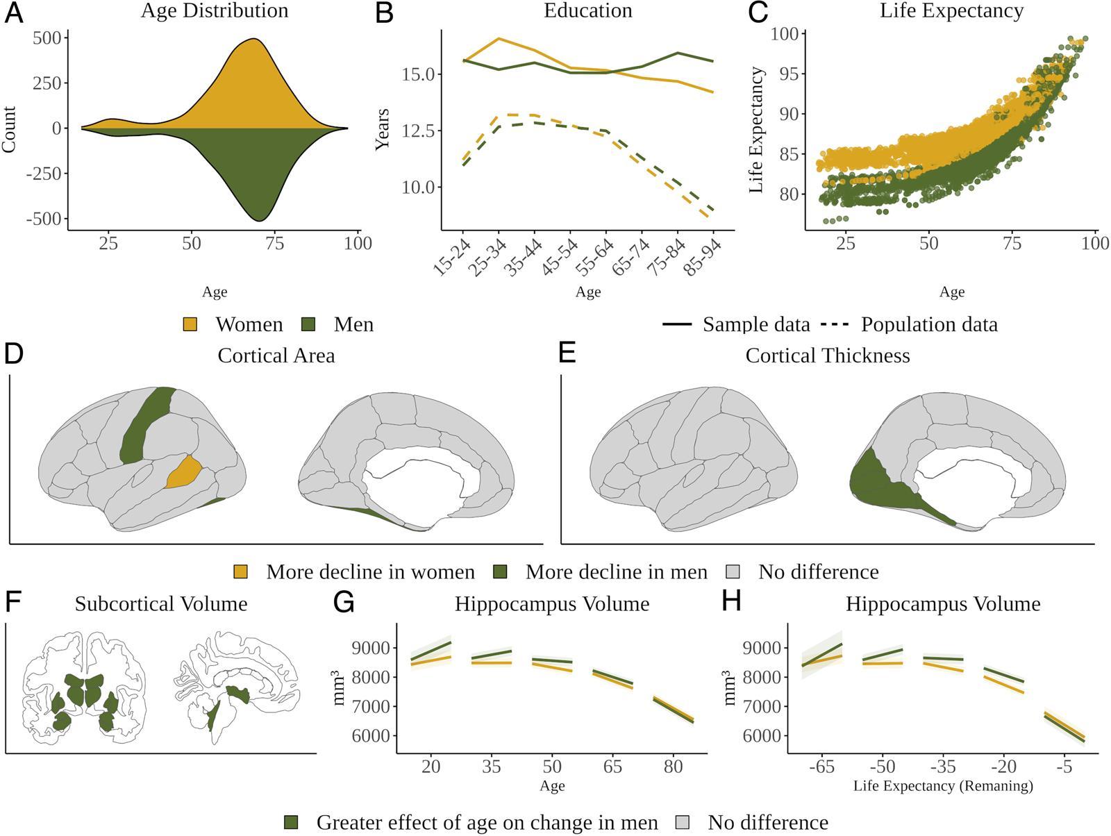 A) 연령 분포, (B) 교육 수준, (C) 성별 기대수명. (D) 피질 두께 (E) 표면적의 성별 차이(머리 크기 보정). (F) 피질하 부피의 연령 의존적 성별 차이(머리 크기 보정). (G) 연령 및 (H) 10년 간격 추정 잔여 수명에 따른 해마. 해마의 감소는 고령(G)에서는 차이가 없었지만, 기대수명(H)으로 보정했을 때 여성에서 더 크게 감소했는데, 남성은 아직 남은 수명이 많은 시기에는 해마가 덜 위축되어 있어, 예상 수명을 기준으로 보면 여성에서 해마 위축이 더 두드러지게 나타난다.