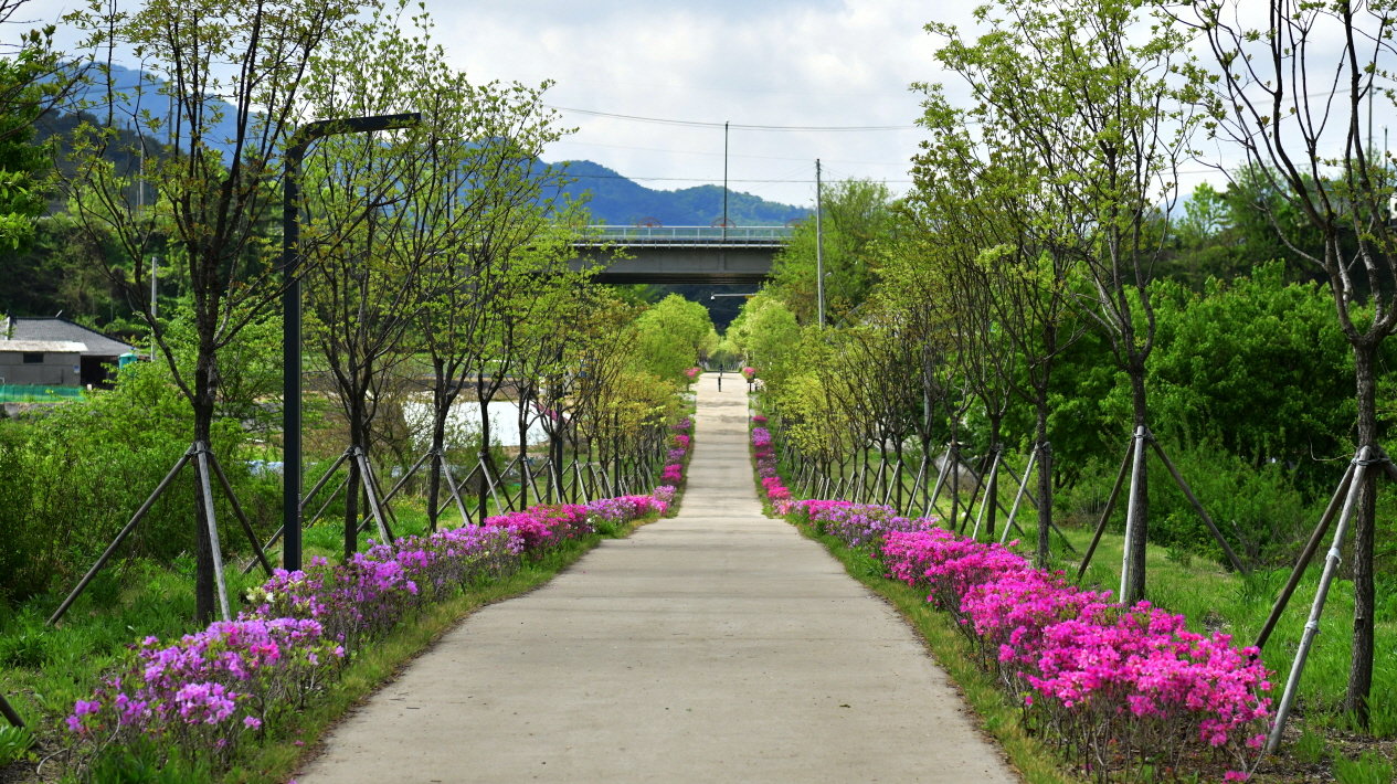 원주시 치악산 바람길숲 행구동 구간의 이팝나무길 전경. 흰 꽃이 만개한 나무들이 산책로를 따라 늘어서 있다. 원주시 제공