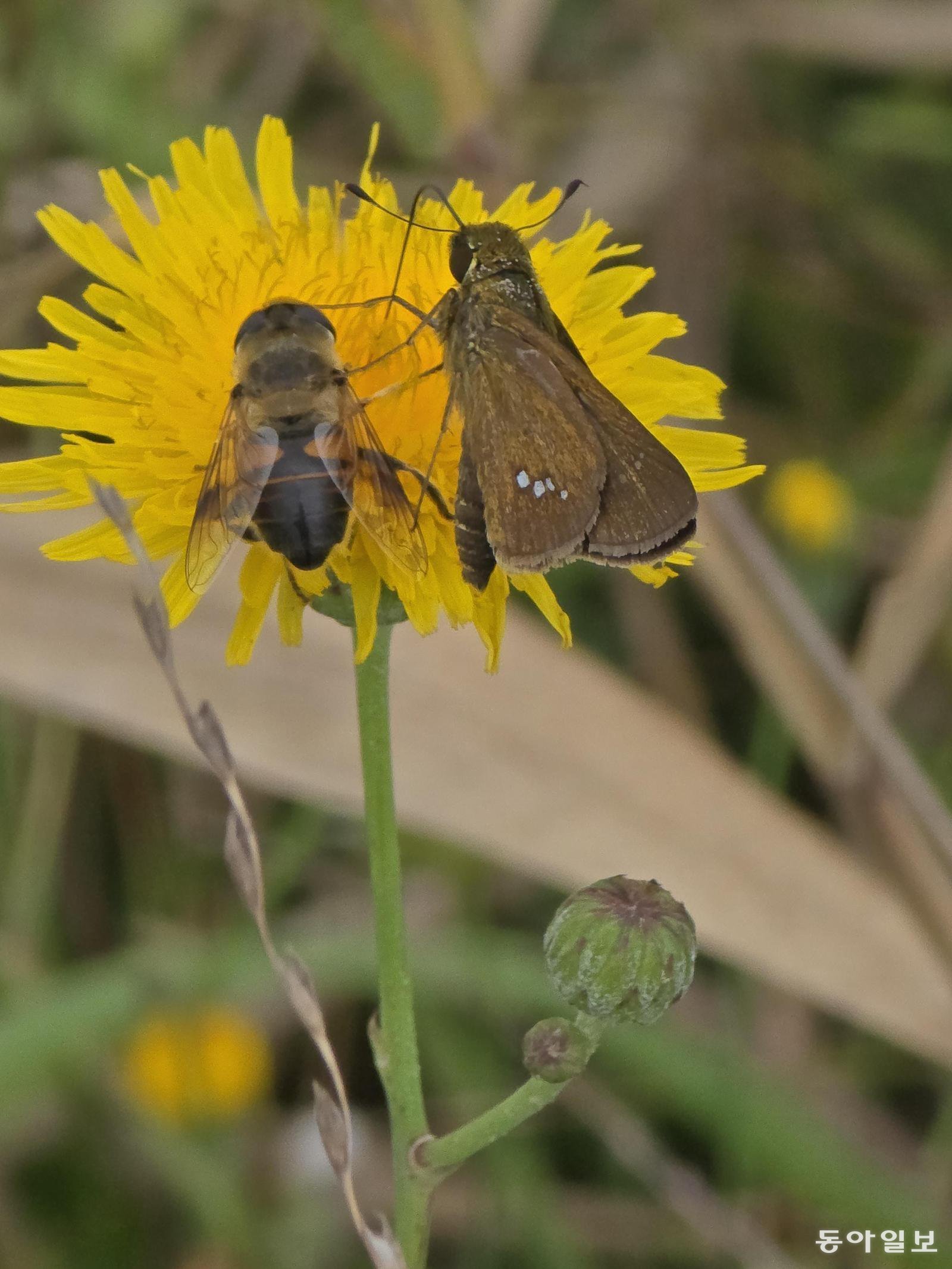 [고양이 눈]공생하는 삶