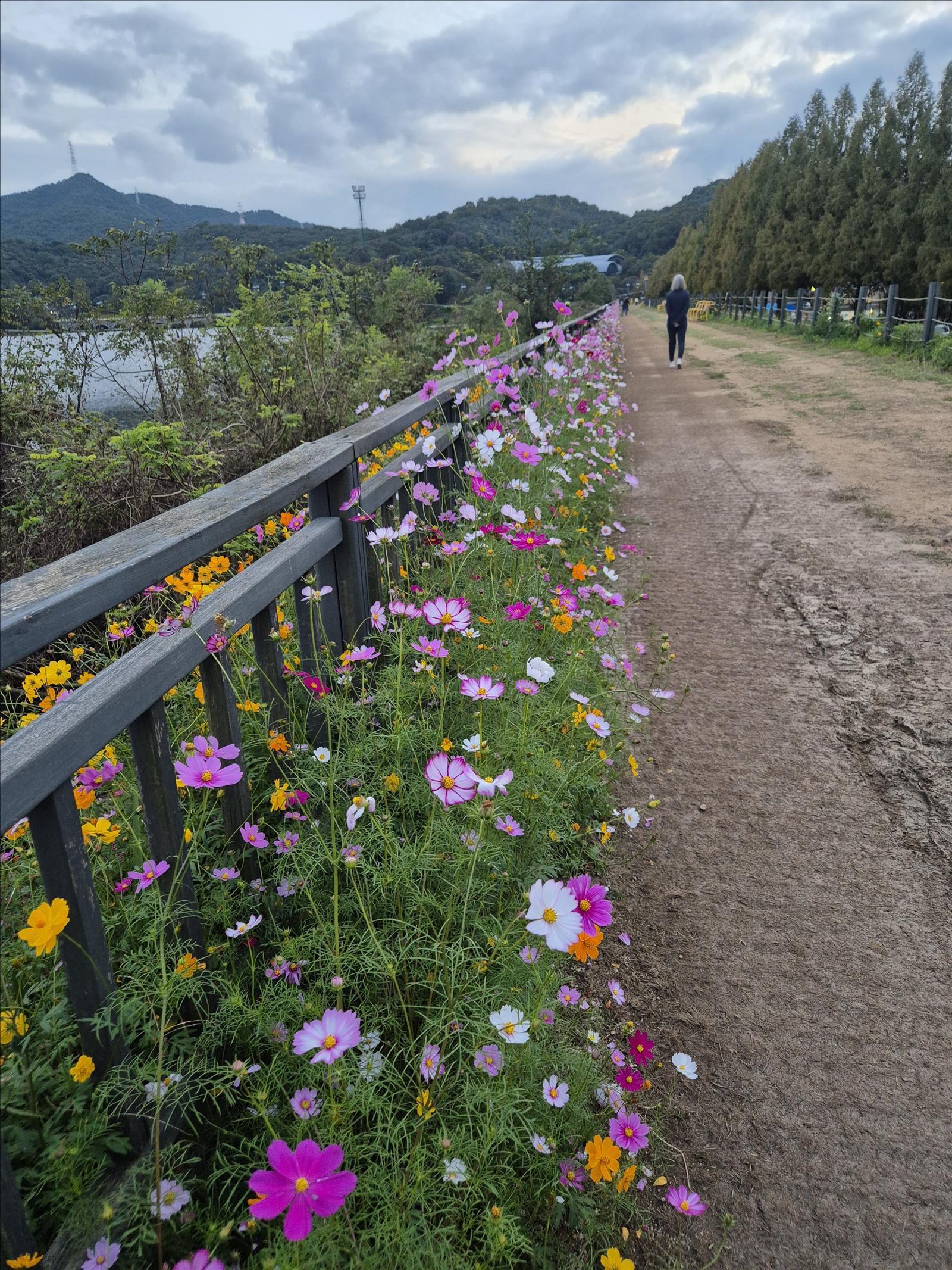 코스모스가 줄지어 핀 둑방길을 한 시민이 걷고 있다. 서울대공원 제공