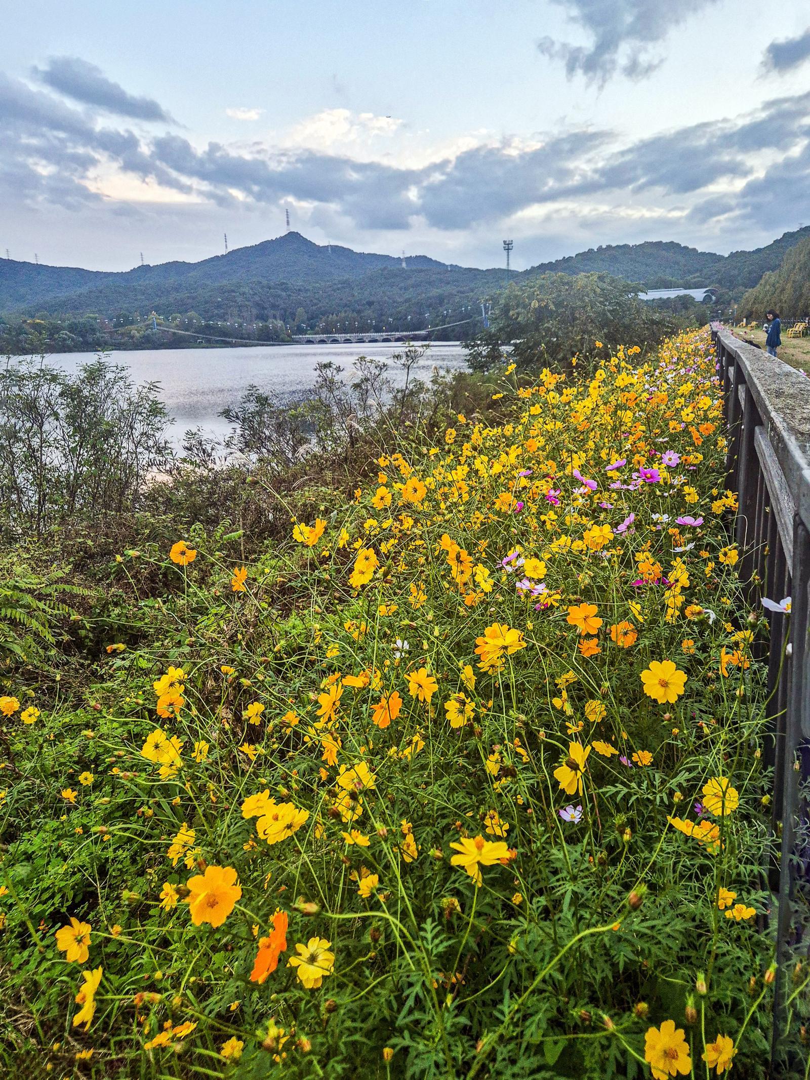 황화 코스모스 군락. 서울대공원 제공