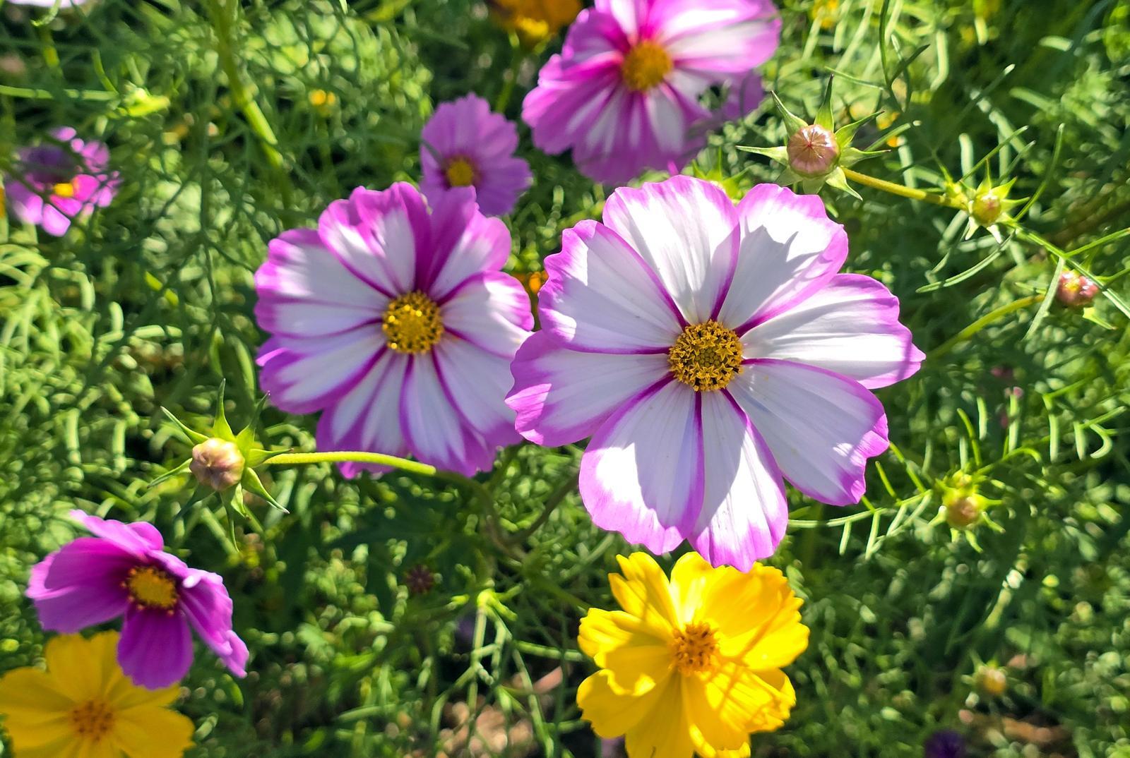 서울대공원의 코스모스가 만개했다. 공원 측은 코스모스가 11월 초까지 절정을 이룰 것이라고 밝혔다. 서울대공원 제공.