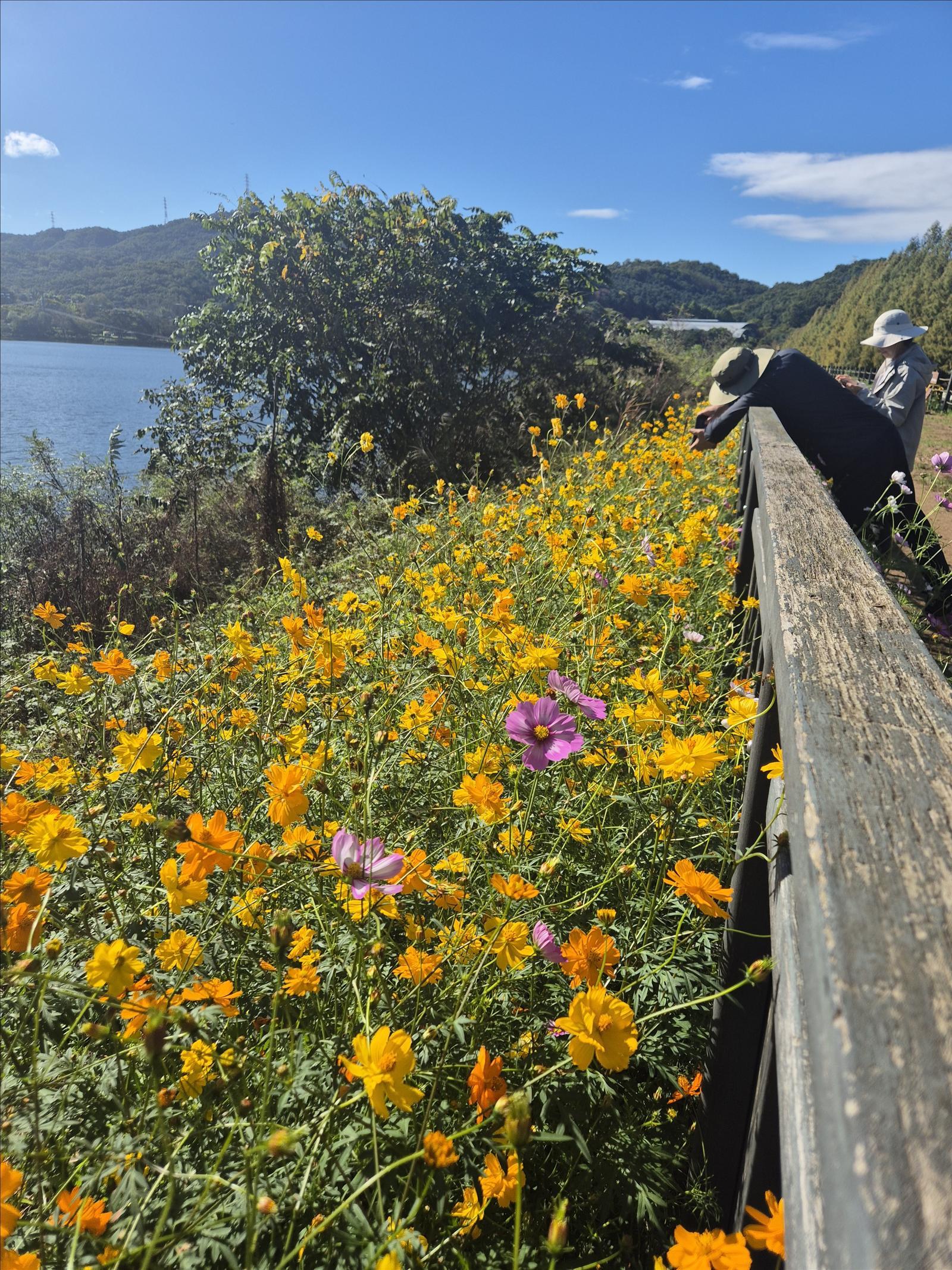 황화 코스모스 군락. 서울대공원 제공