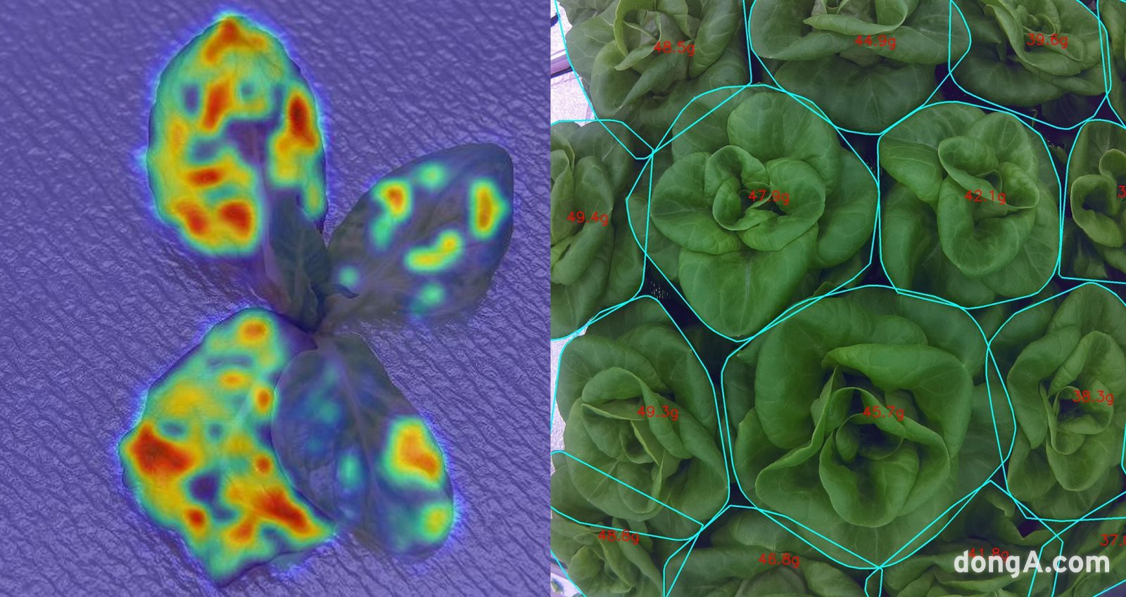 비전 AI를 통해 병해충 예찰 및 생육 예측을 진행하는 모습.