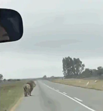 다행히 사자는 경미한 부상만 입었다. 소셜미디어 영상 갈무리